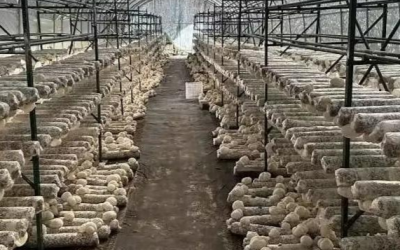 探访中国食用菌之乡——常山的多彩景象