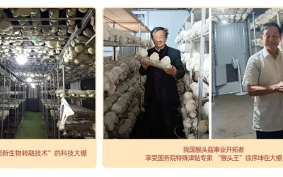 公众号上-采用“创新生物转融技术”的科技大棚 溯源常青 | 名动天下:从京畿盛会到世界第一,80年代常山猴头的产业腾飞