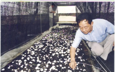 1980年高温蘑菇培育现场 徐序坤和高温蘑菇 溯源常青 | 填补空白:“新登96”高温蘑菇培育记,徐序坤再破菌菇栽培禁区