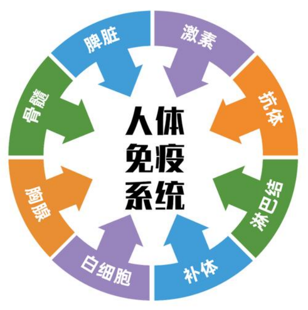 【免疫系统】肽如何激活你的免疫力?