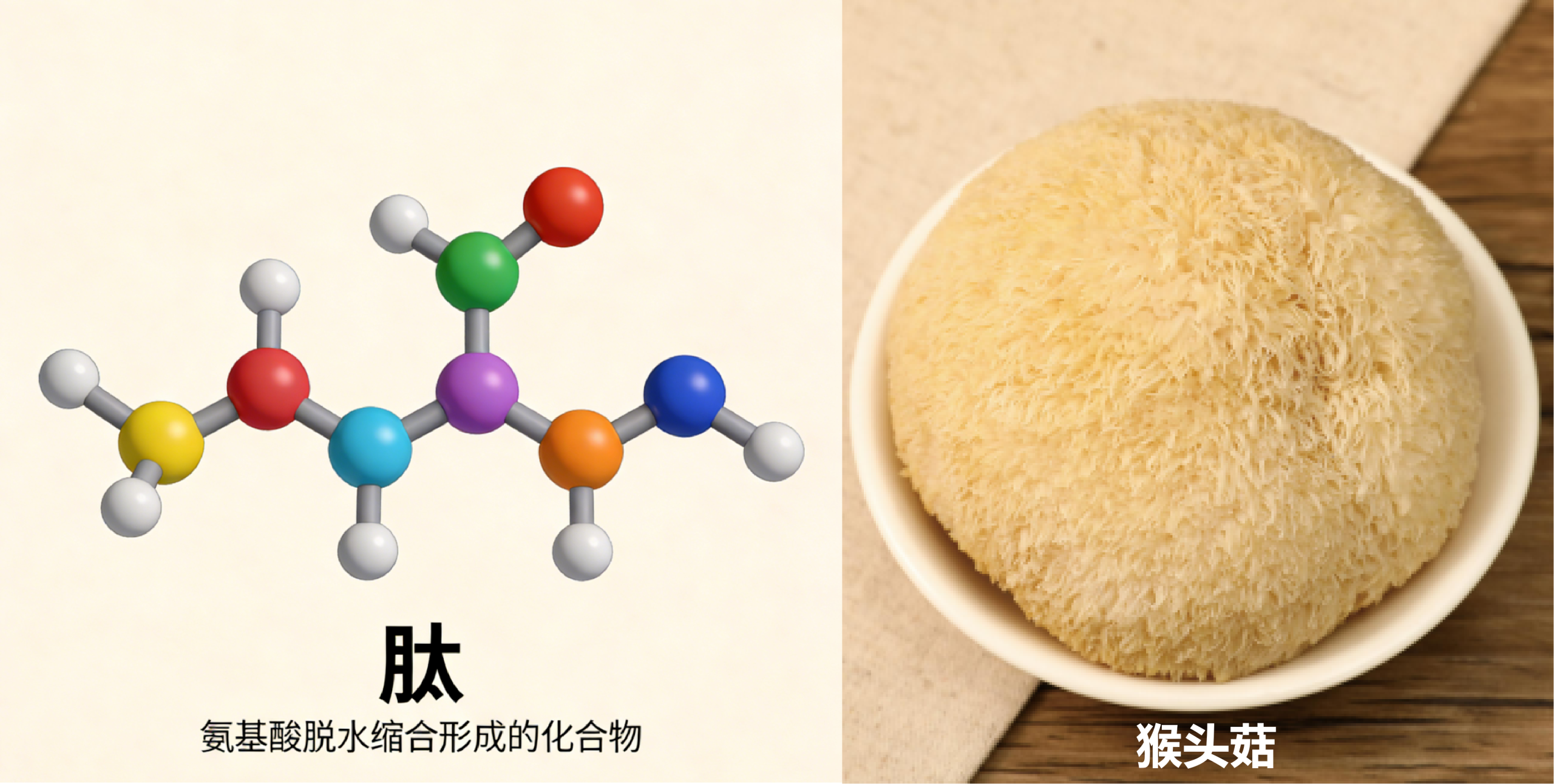 肽×猴头菇：为什么猴头菇多肽是肠胃的”天选修复工”？